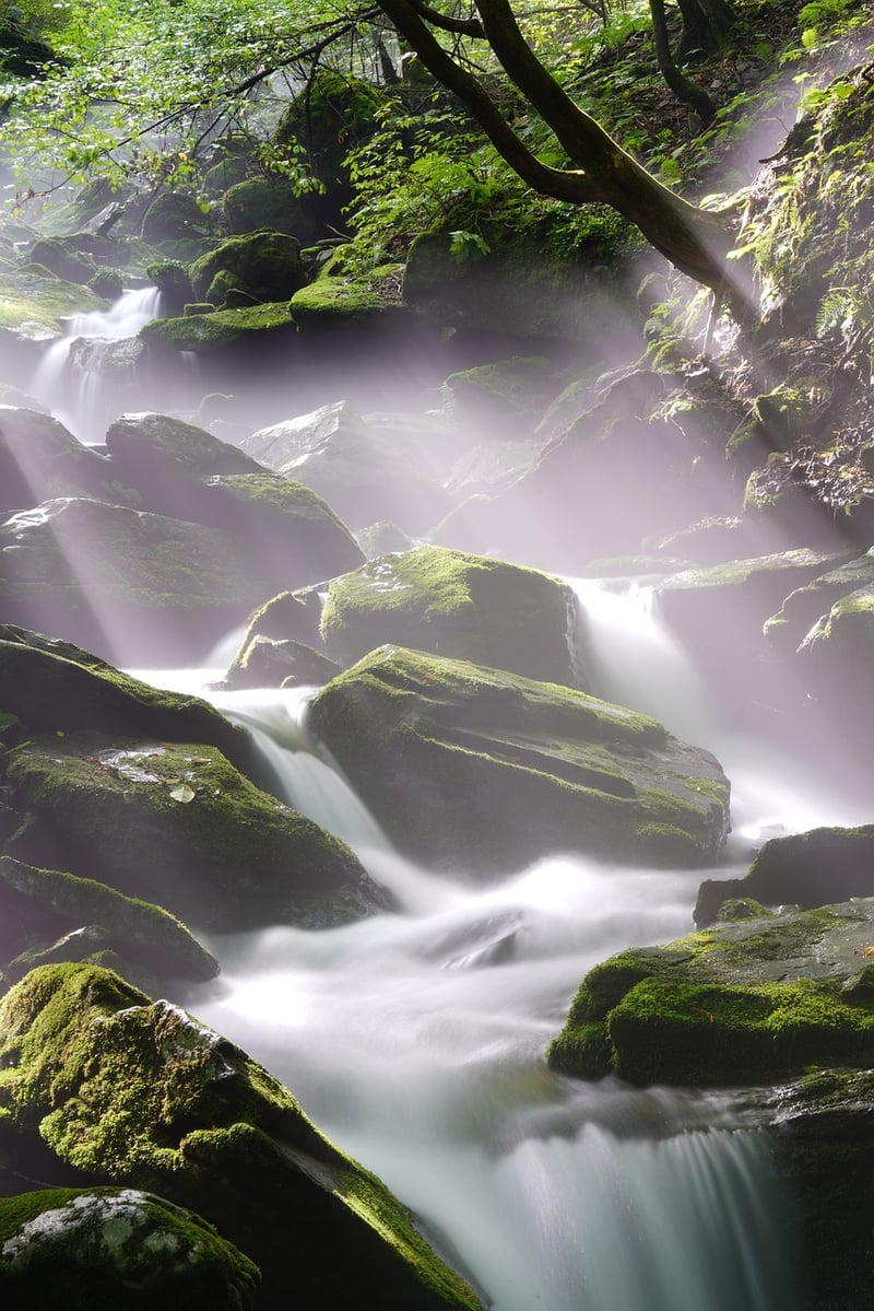 Jungle Landscape