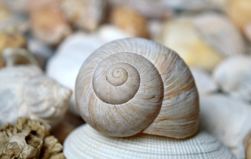 Seashells on the beach